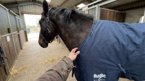 Couverture imperméable cheval : choisir grammage et taille