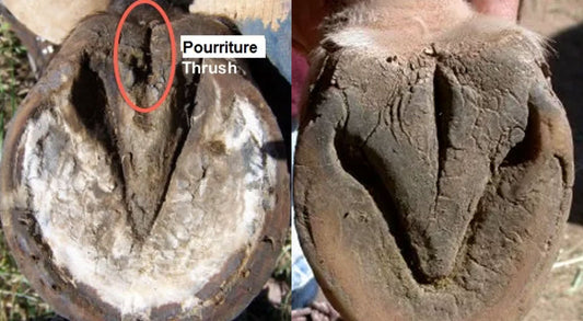 Prévenir la fourchette pourrie du cheval en hiver : nos astuces de terrain