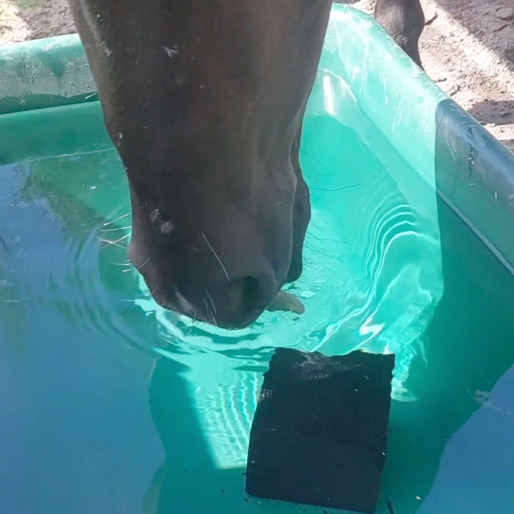 Cube protecteur d'abreuvoirs pour chevaux