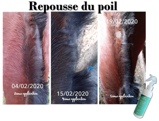 Ekin Spray repousse poil pour cheval sur ancienne blessure