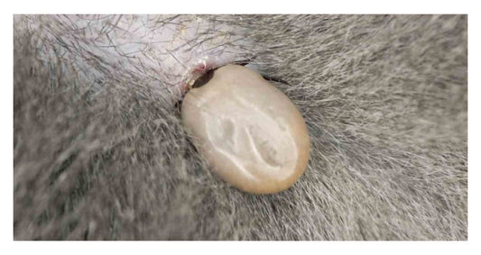 Sebacil cheval : dangers, effets indésirables et alternatives
