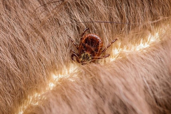 Butox Chevaux : Risques et solutions alternatives naturelles contre les tiques