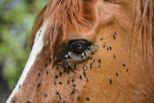 L’huile de neem, un insecticide naturel puissant pour chevaux : mythe ou réalité ?