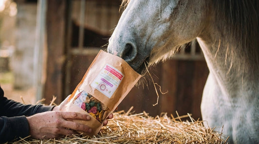 Friandises cheval : guide pour choisir les plus saines
