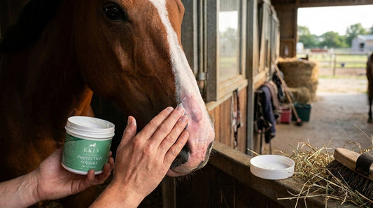 Coup de soleil cheval : protéger chanfrein, ladre et paturons