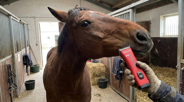 Tonte cheval : l'erreur qui abîme le poil (et comment l'éviter)