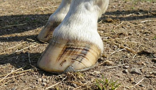 Lignes de stress sur le sabot du cheval : comprendre, prévenir et renforcer la corne