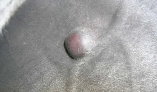 Soigner les sarcoïdes de votre cheval sans chirurgie