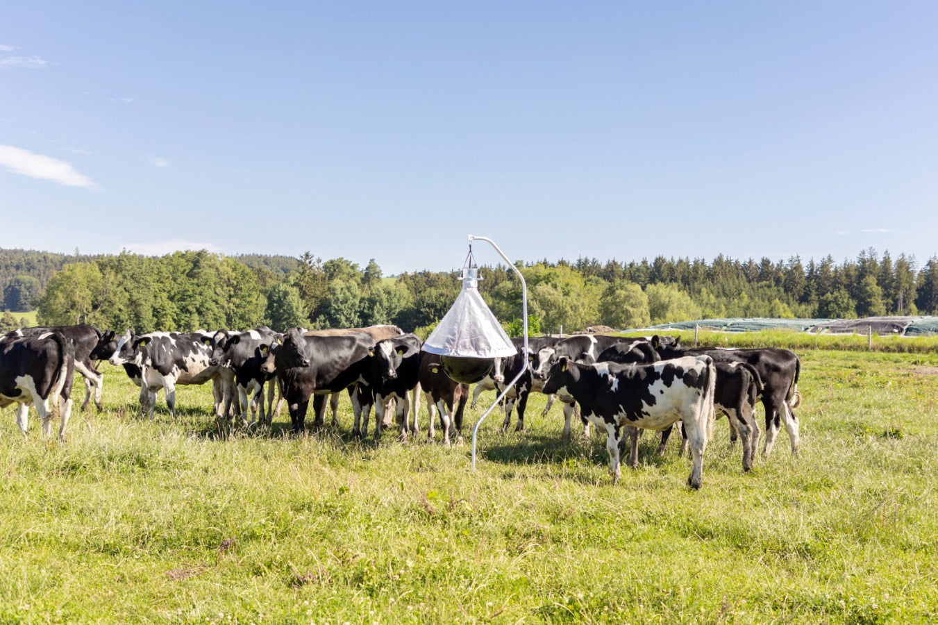 Piège à taons sur un hectare (10 000 m²) jusqu'à 300 insectes capturés par jour