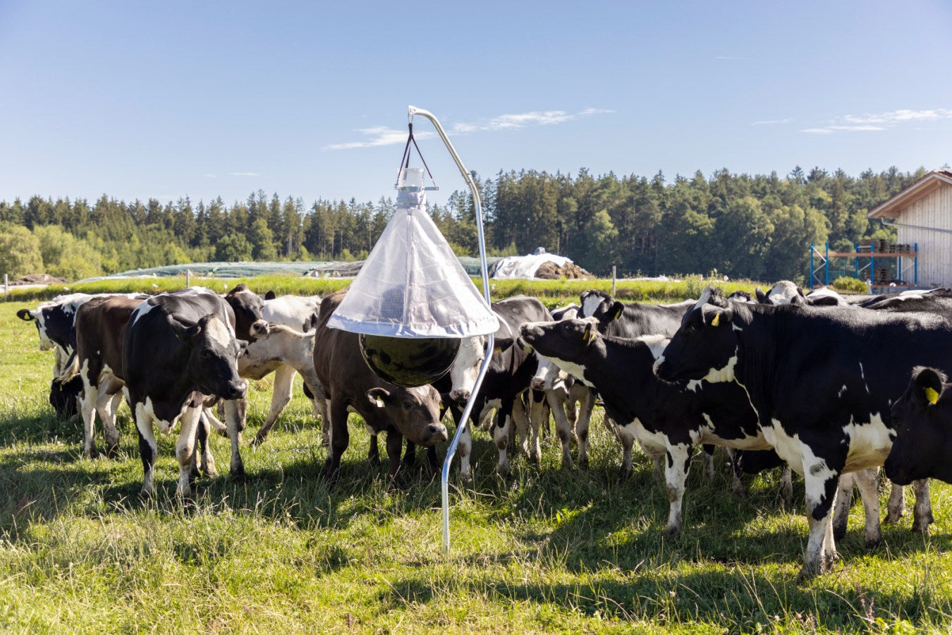 Piège à taons sur un hectare (10 000 m²) jusqu'à 300 insectes capturés par jour