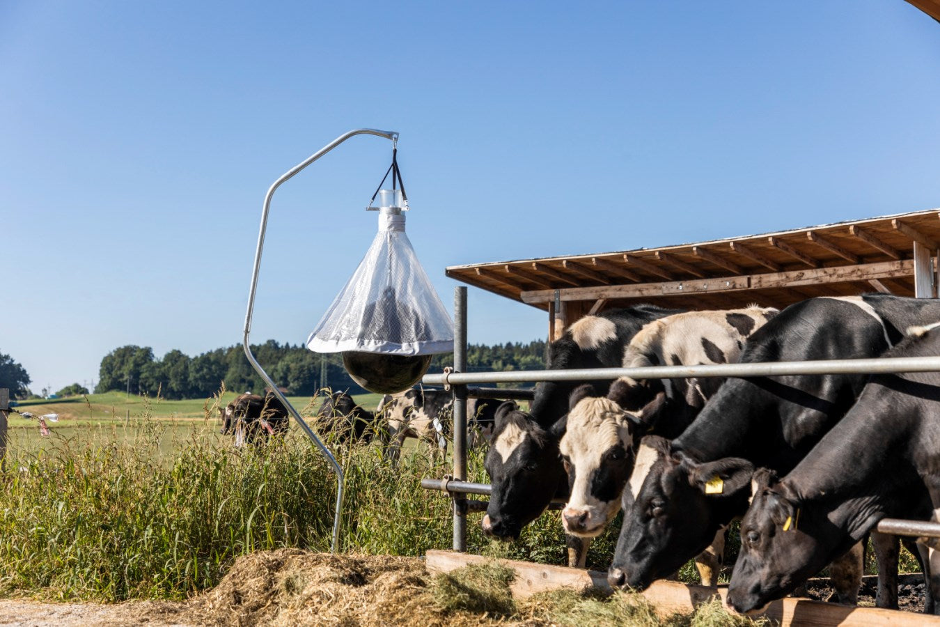 Piège à taons sur un hectare (10 000 m²) jusqu'à 300 insectes capturés par jour