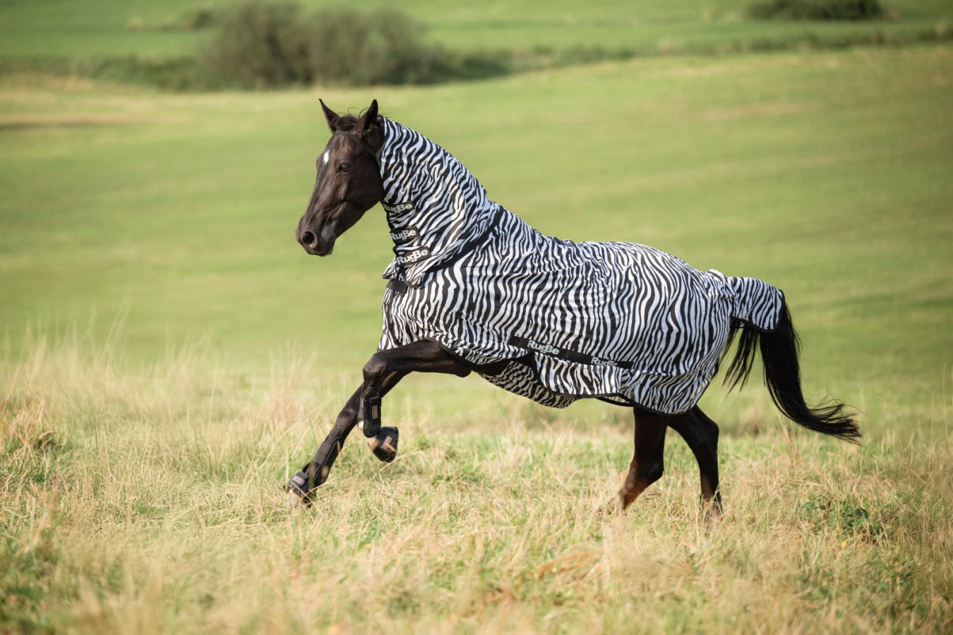 Couverture Zebre protection intégrale anti mouches et taons pour dos 125 cm