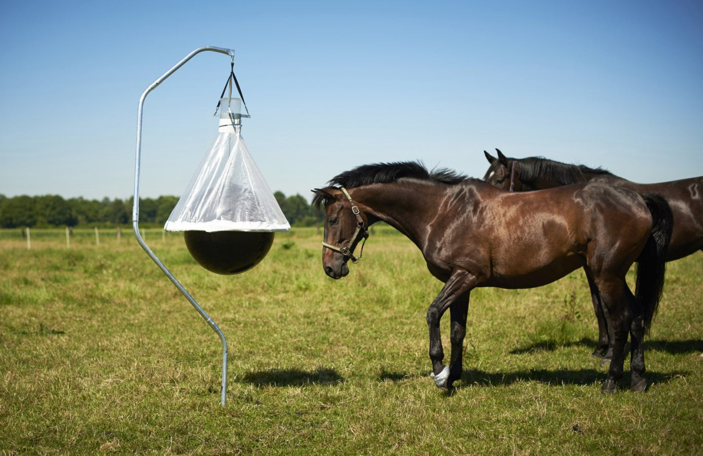 Piège à taons sur un hectare (10 000 m²) jusqu'à 300 insectes capturés par jour