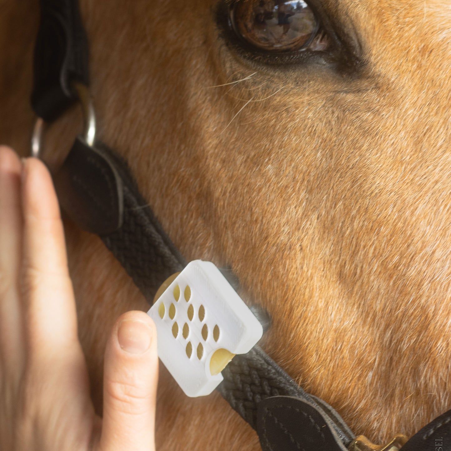 Le 1er bijou anti-insectes Naturel Français pour chevaux & cavaliers