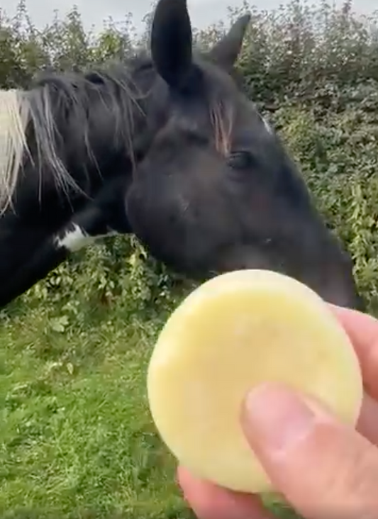 Palet Répulsif Solide Silencieux anti-mouches pour Cheval