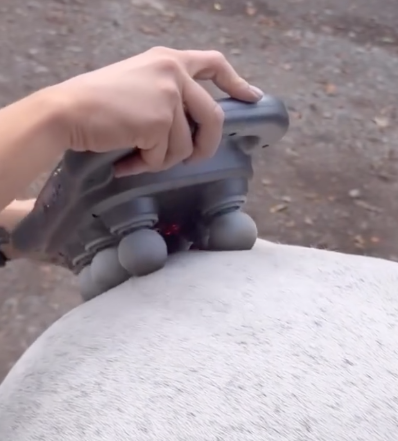 Masseur Equin à 8 têtes anti-contracture pour chevaux