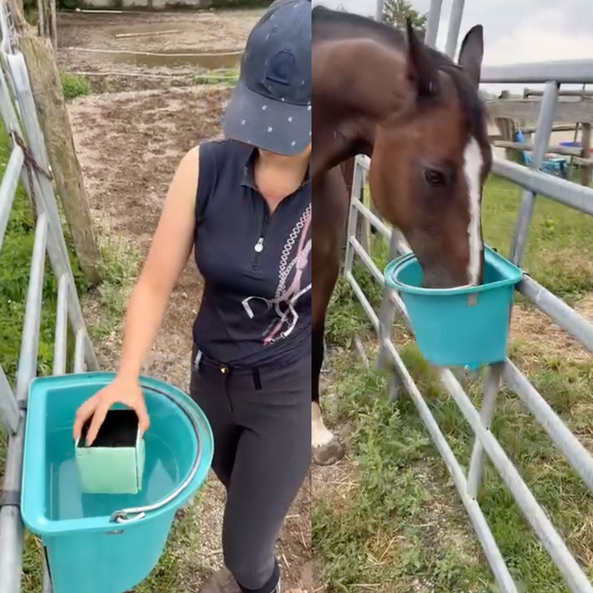 Cube nettoyeur d'abreuvoirs pour chevaux